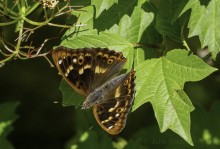 Perhosten aikaa, pikkuhäiveperhonen on nimestä huolimatta varsin kookas, Parikkala 26.6.2024