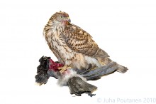 Kanahaukka syö naakkaa, 2010 Kuopio