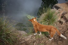 Kulkukoira 2, Sri Lanka 2017.